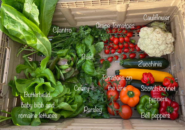 Weekly Fresh Harvest Share